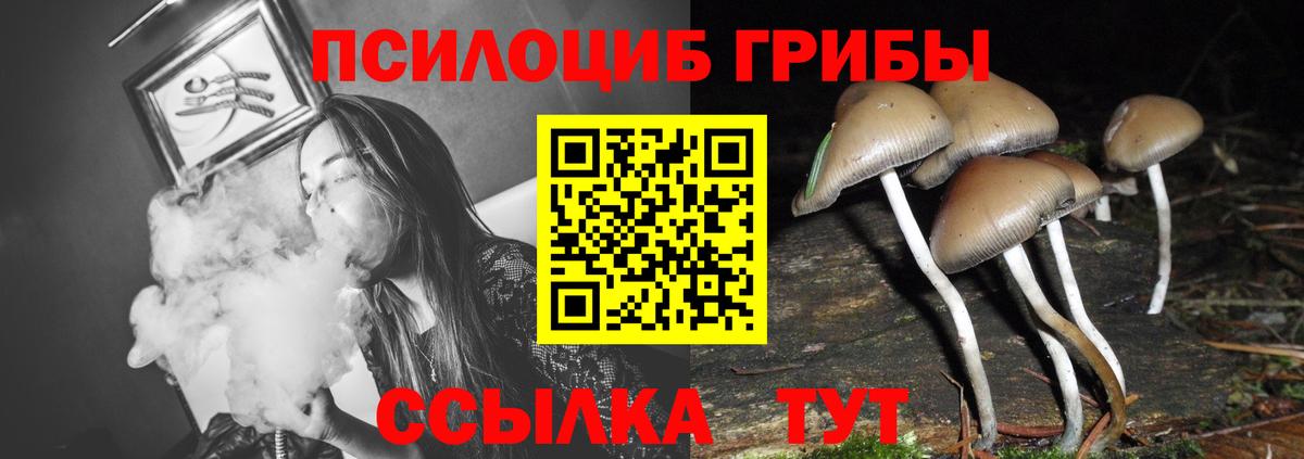 Галлюциногенные грибы Psilocybine cubensis Владимир